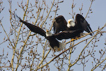 Bald Eagles Taking Flight